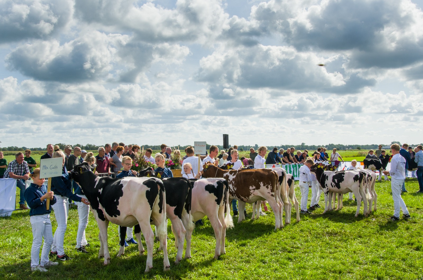 kalverkeuring 2019